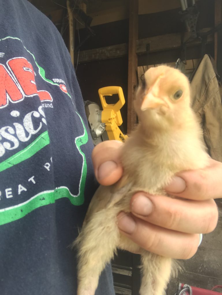 holding a 2 1/2 week old chicken