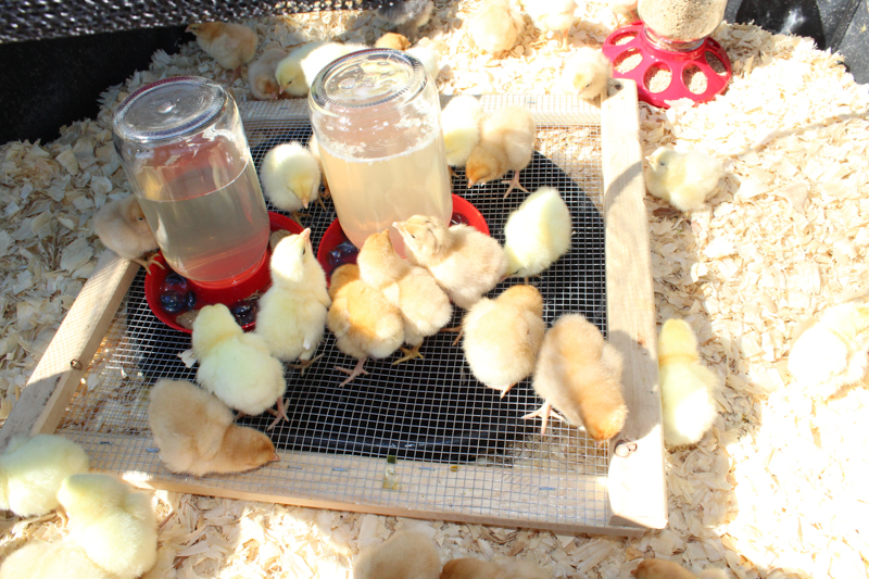 Flock of chicks standing on a hardware cloth strainer system by chicken waterers. 