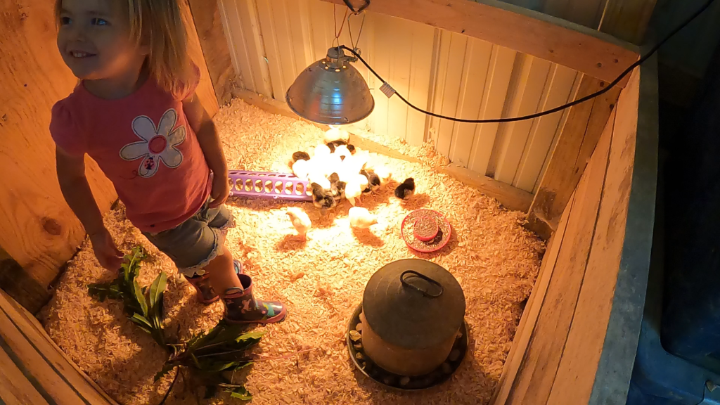 young girl in a chicken brooder with baby chicks